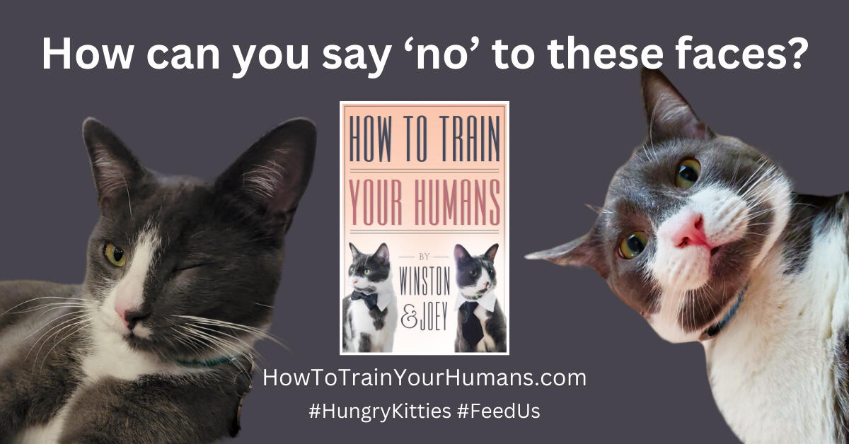 How To Train Your Humans How can you say no to these faces? #HungryKitties #FeedUs
